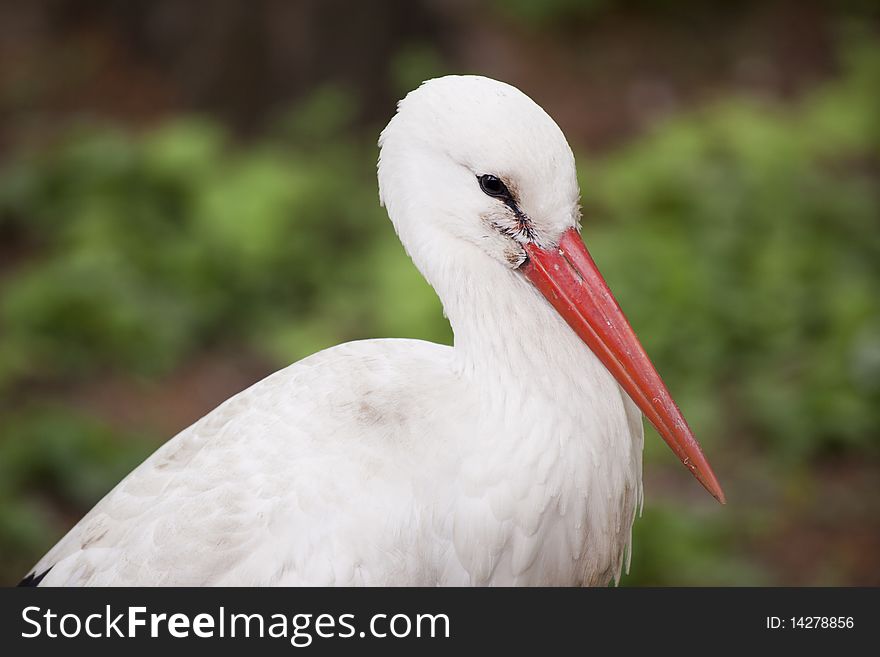 Portrait of a stork in the nature