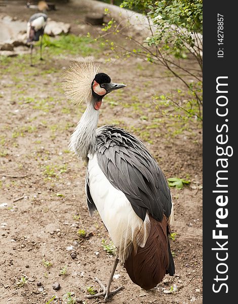 Beautiful grey crowned crane in the meadow