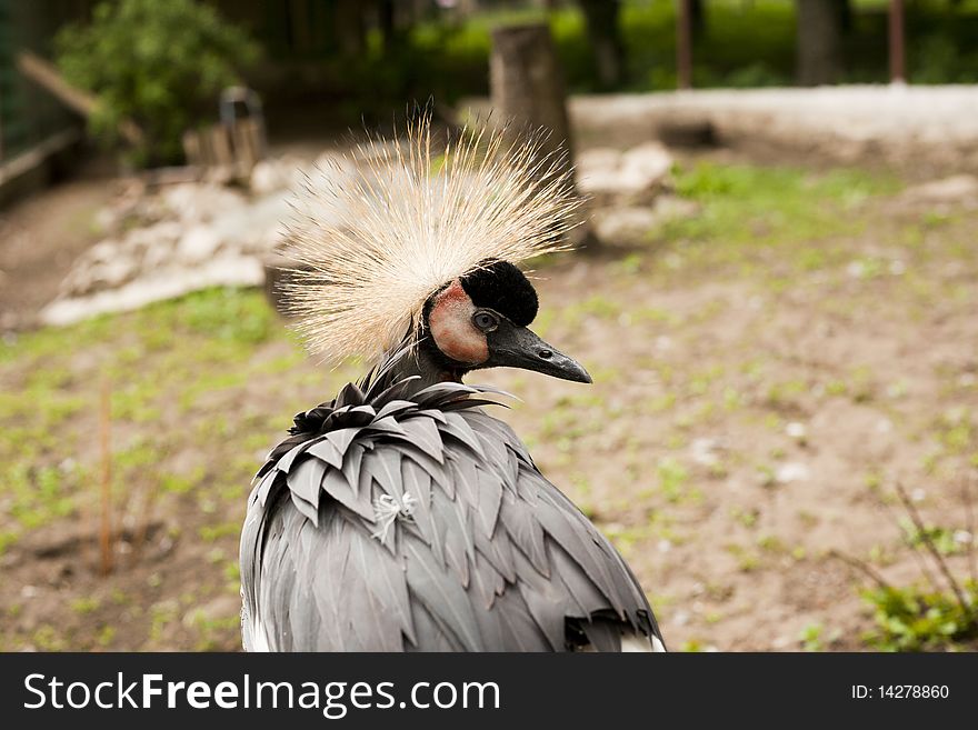 Portrait of a beautiful grey crowned crane