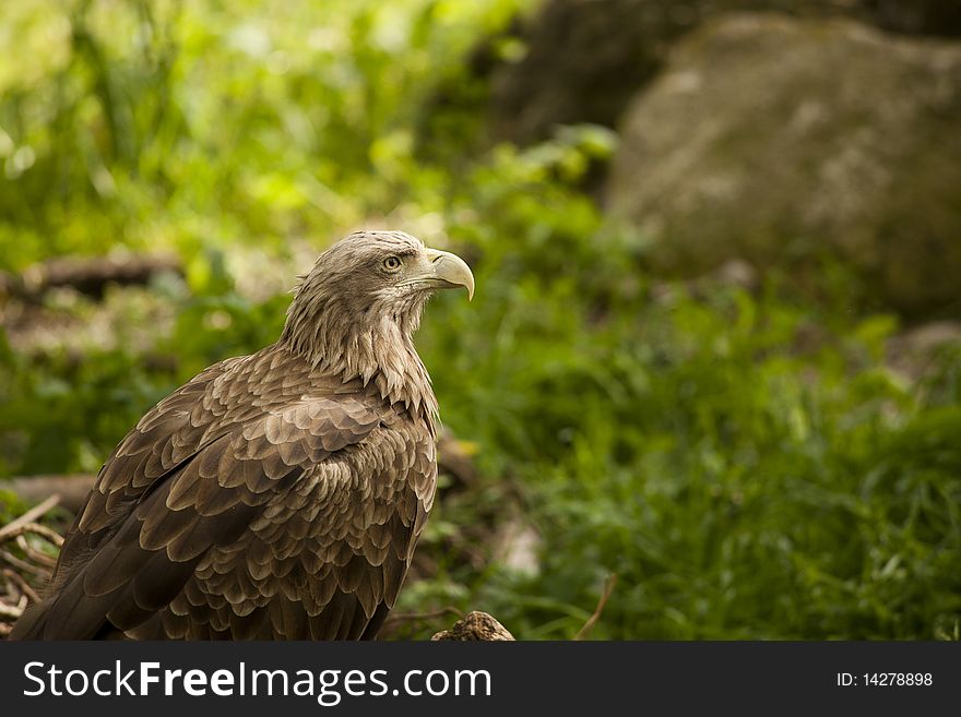 Bird of prey - eagle (family Accipitridae)