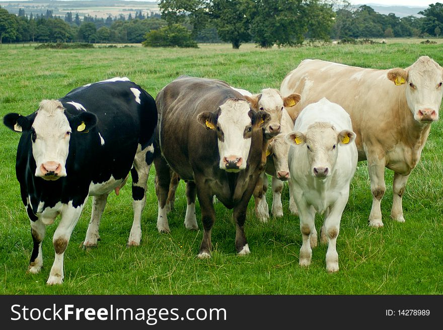 Group of cows looking at the camera. Group of cows looking at the camera