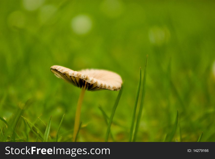 Small toadstool close up in park