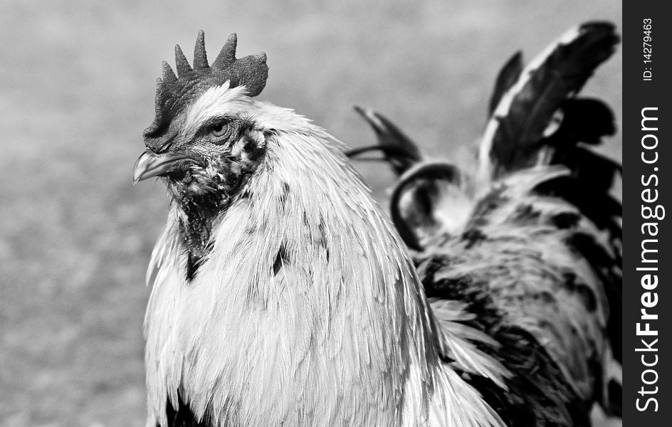 B/W Portrait of a rare cock. B/W Portrait of a rare cock