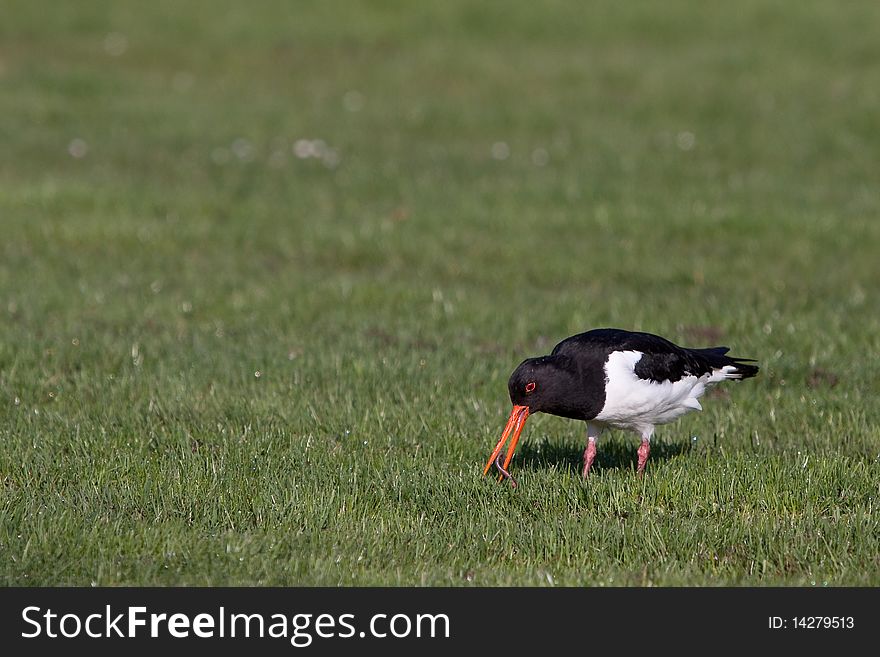 Oyster-catcher bird walking on the grass seeking for food