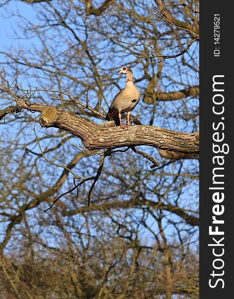 Egyptian goose bird sitting in a tree on a branch. Egyptian goose bird sitting in a tree on a branch