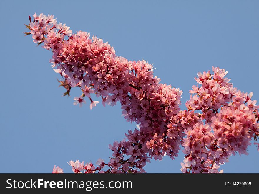 Pink cherry tree blossom in spring time