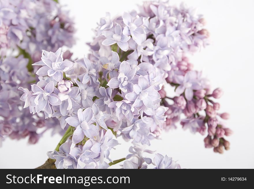 Flowers lilac tree. Isolated on white background