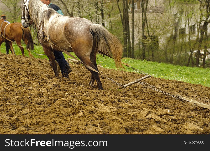 Horses and plough on the field