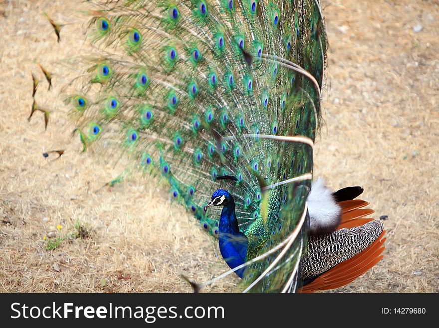 Bright beautiful peacock turned his head and spreading its magnificent royal tail