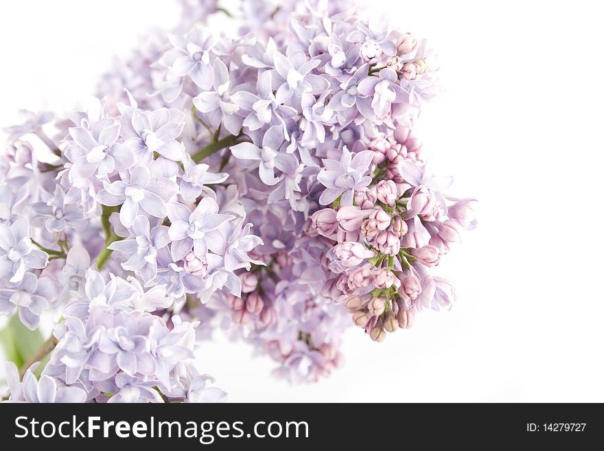 Flowers lilac tree. Isolated on white background. Flowers lilac tree. Isolated on white background