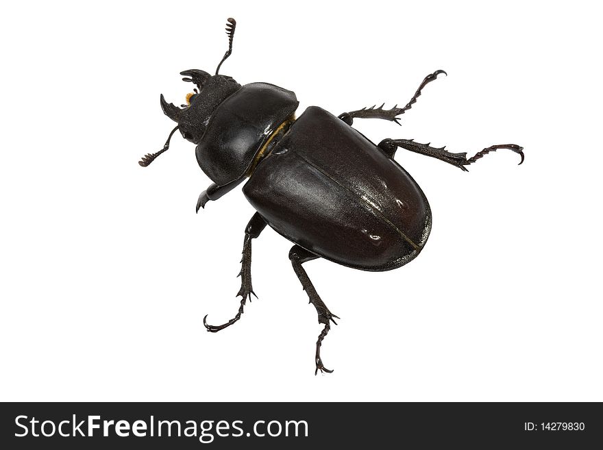 Stag beetle (Lucanidae Latreille) female isolated on a white background