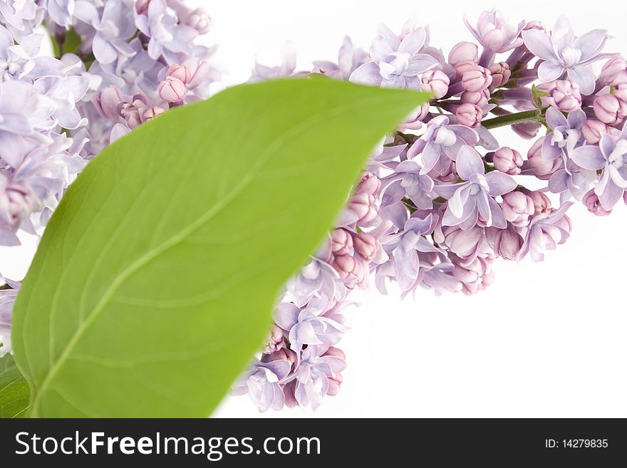 Flowers lilac and green leaves on a branch. Isolated on white background. Flowers lilac and green leaves on a branch. Isolated on white background