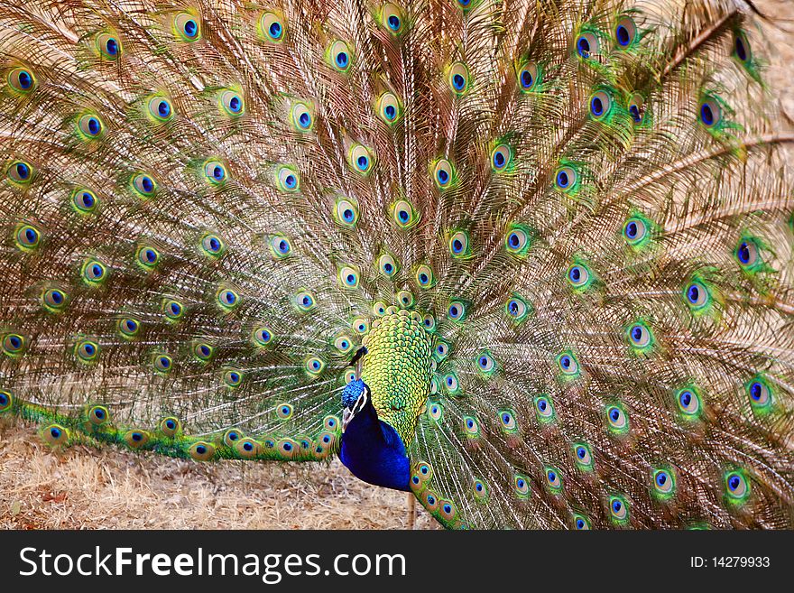 Bright beautiful peacock turned his head and spreading its magnificent royal tail