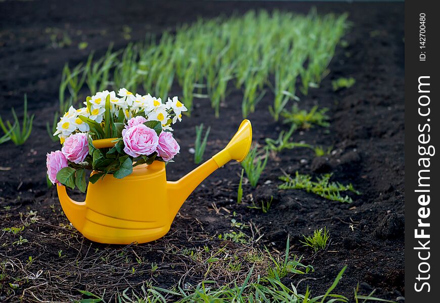 Yellow watering can with roses and daffodils on the background of garden beds with planted green onions. Gardening. Yellow watering can with roses and daffodils on the background of garden beds with planted green onions. Gardening