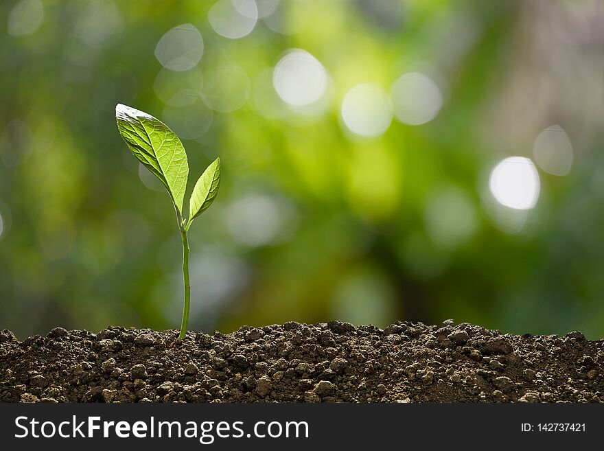 Green  sprout growing out from soil on nature background