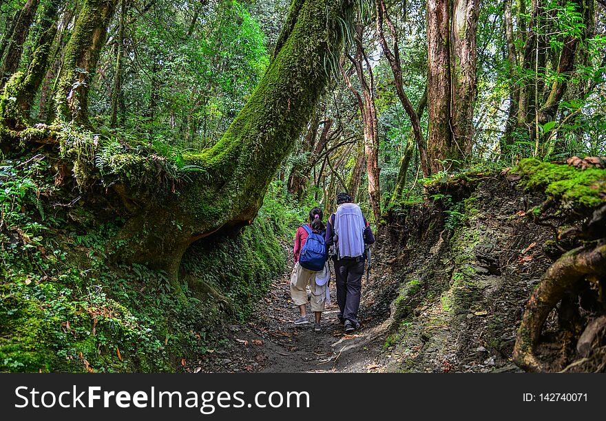 People Trekking In A Forest