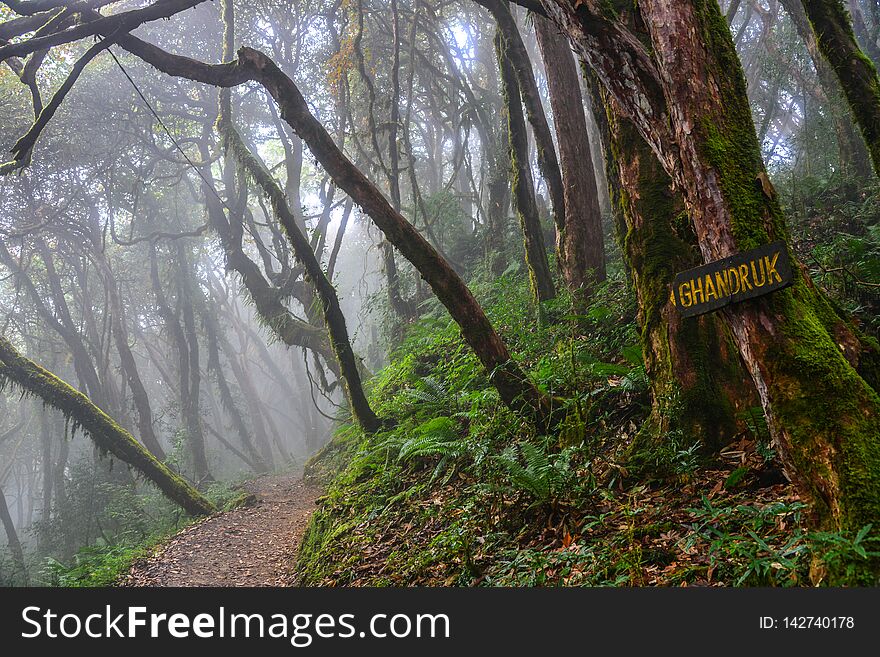 Hiking trail in green summer forest