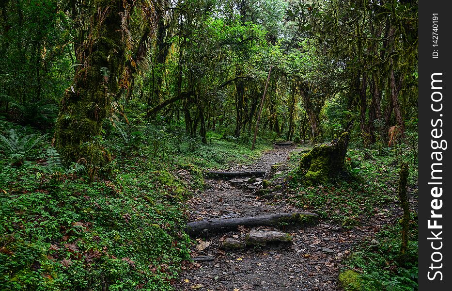 Hiking trail in green summer forest near Annapurna Massif, Nepal