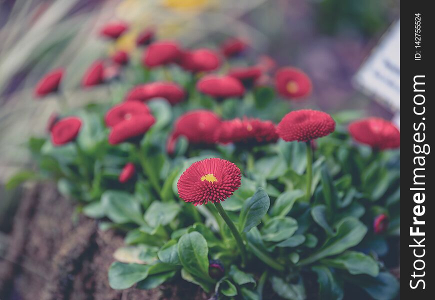 Close up image of colorful flower with blurry background