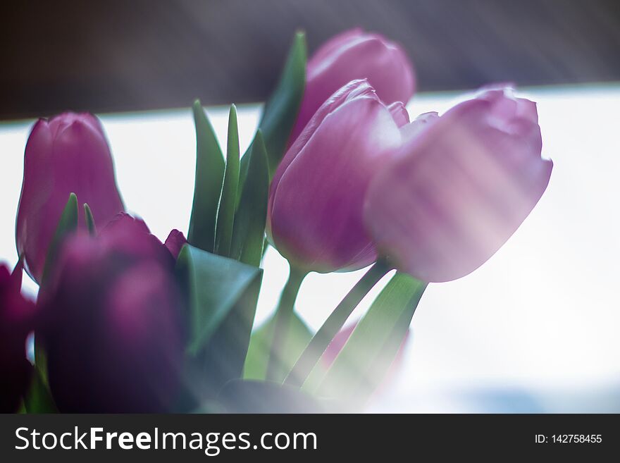 Purple tulip bouquet - floral, spring holidays and birthday gift concept
