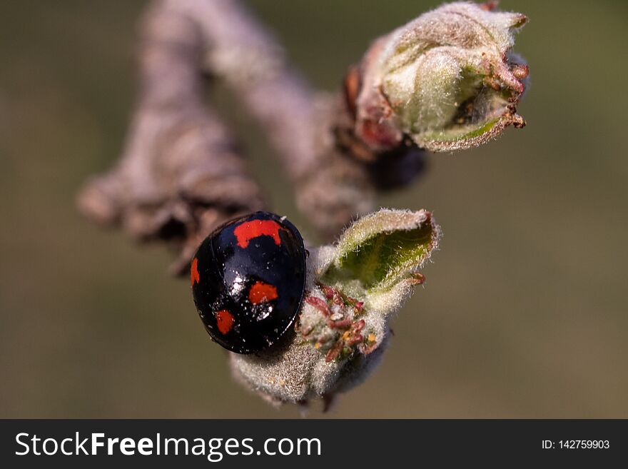 Black ladybug with red details on a branch with small bud in spring