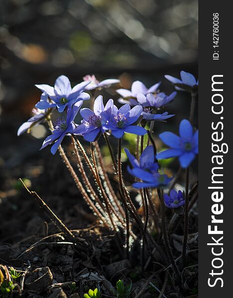 Spring Purple Flowers Hepatica Nobilis In Forest. Hepatica, Liverleaf, Liverwort, Hepatica Nobilis - Beautiful Spring Violet