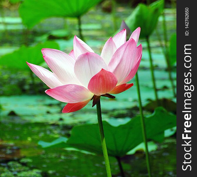 Lotus flower and Lotus flower plants close up