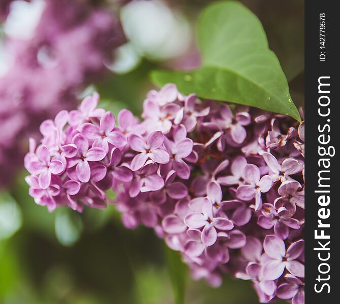 Sweet Lilac on the green background. Sweet Lilac. Lilac flowers. Green branch with spring lilac flowers