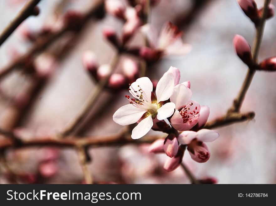 Natural beauty, love spring. Peach Blossoms Blooming in Spring. Natural beauty, love spring. Peach Blossoms Blooming in Spring