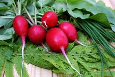 Garden Radish-vitamins Vegetables Stock Photo Garden Radish-vitamins Vegetables Stock Photo