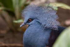 Blue Crowned Pigeon (goura Cristala) Stock Photo