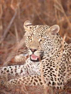 Leopard Resting In Savannah Stock Image