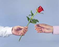 Man S Hand Passing Red Rose To Woman S Hand Stock Photo