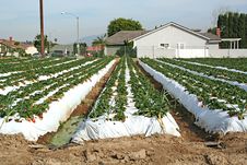Stock Image Of Strawberry Farm In California Stock Photos Stock Image Of Strawberry Farm In California Stock Photos