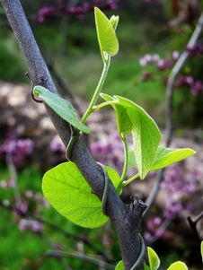 Climbing Vine Stock Image Climbing Vine Stock Image