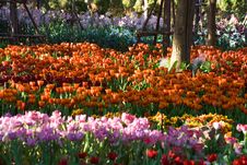 Tulip Farm Royalty Free Stock Photos