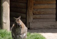 Kangaroo Royalty Free Stock Photos Kangaroo Royalty Free Stock Photos