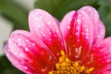 Petals Stock Image Petals Stock Image