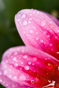 Petals Stock Photography Petals Stock Photography