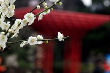 Xinzhuang Park Plum Royalty Free Stock Photos Xinzhuang Park Plum Royalty Free Stock Photos