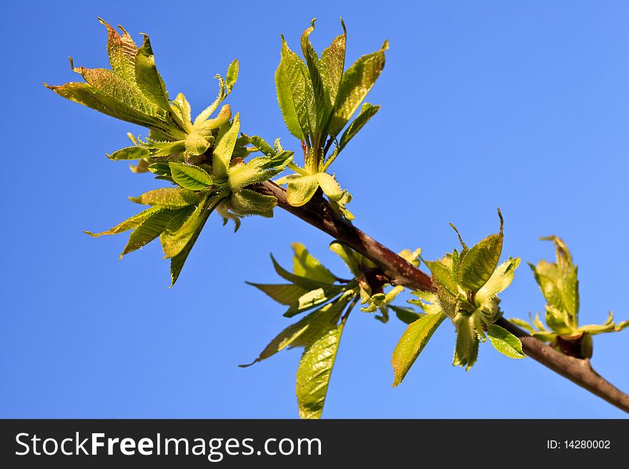 Young green leaves on a tree in spring