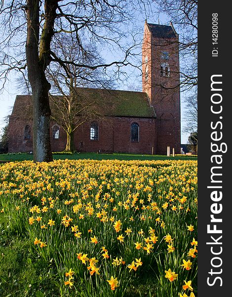 Field of narcissus flowers with church in the background