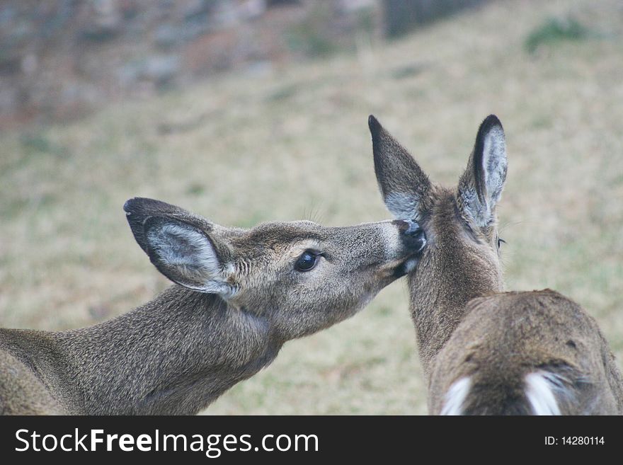 Doe grooming fawn in a meadow in the Pocono Mountains of Eastern Pennsylvania. Doe grooming fawn in a meadow in the Pocono Mountains of Eastern Pennsylvania.