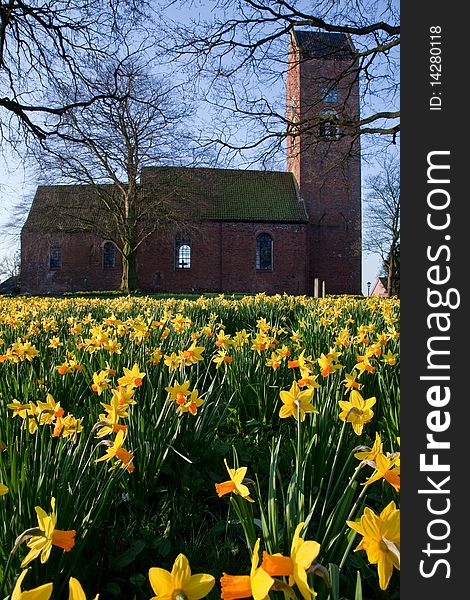 Field of narcissus flowers with church