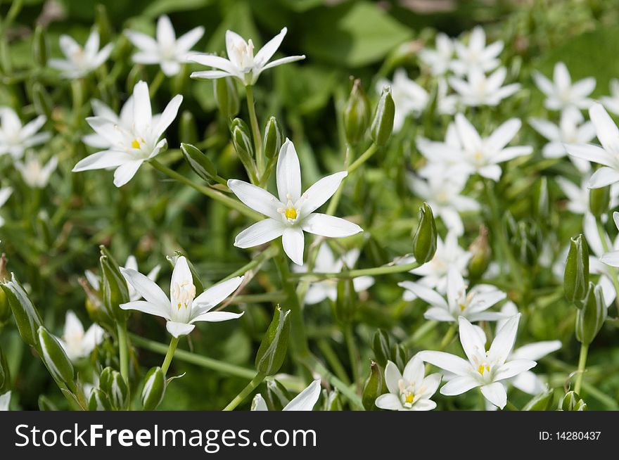 Background from meadow white flowers