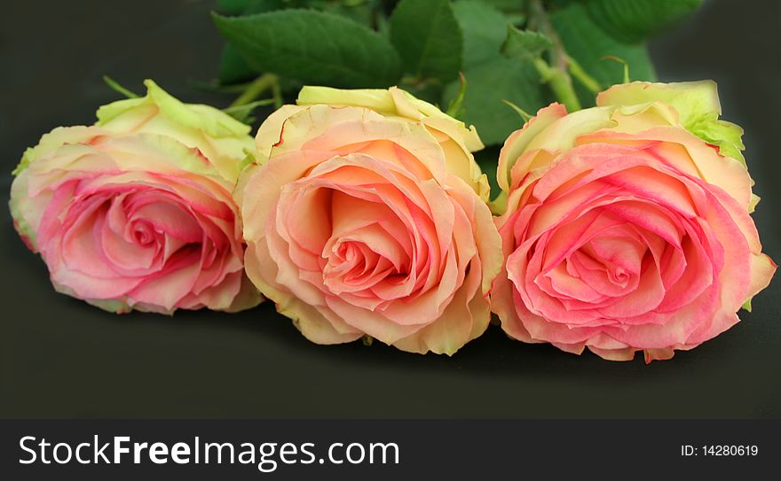 The Pink Roses On Black Background