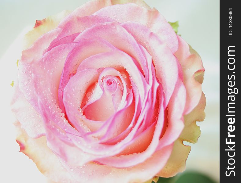 The pink rose on white background