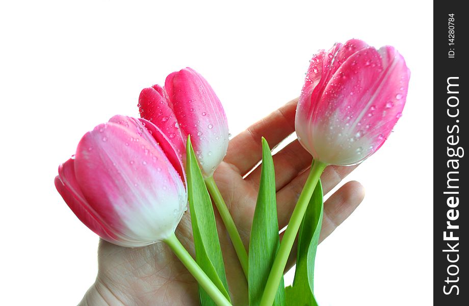 The Pink Tulips On A Hand