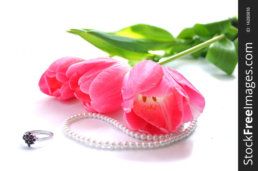 The pink tulips  isolated on a white background