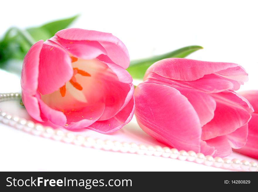 The Pink Tulips  Isolated On A White Background